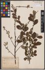 Foto von Salix aurita L.